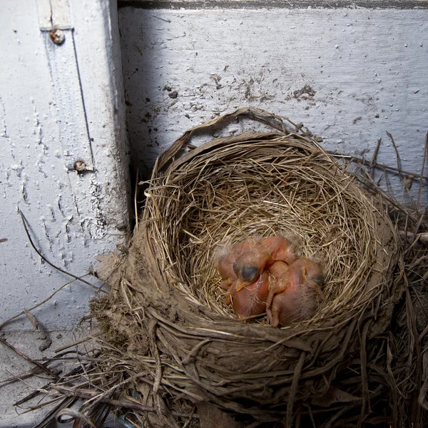 Baby robins w gniazdo — Zdjęcie stockowe