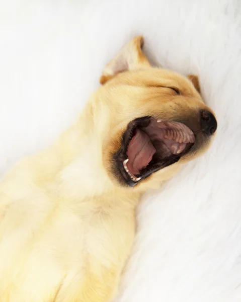 Laughing Lab Puppy