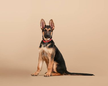 Bir Alman çoban köpeği stüdyoda kahverengi arka planda oturuyor.