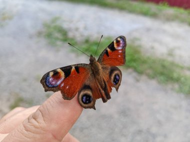 Elindeki kelebek. Kelebek kanatlarını çırpar. Aglais io. Tavuskuşu gözü kelebeği