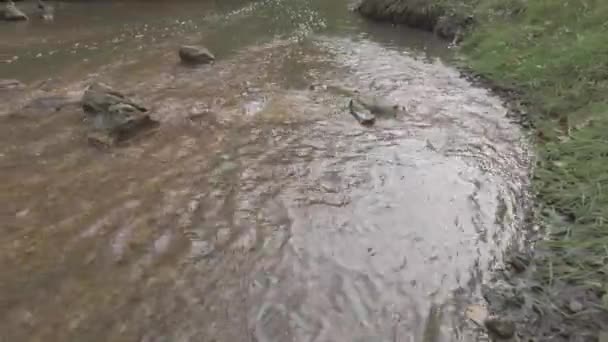 Bergsflod Flodernas Botten Gjord Lera Snabbt Vatten Stenar Och Klart — Stockvideo