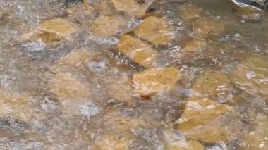 dağ nehri. Nehirlerin dibi çamurdan yapılmıştır. Hızlı su. Taşlar ve temiz su. Dar bir nehri olan manzara. dere ve şelale
