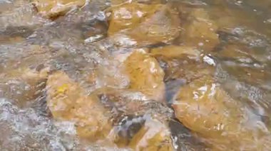 dağ nehri. Nehirlerin dibi çamurdan yapılmıştır. Hızlı su. Taşlar ve temiz su. Dar bir nehri olan manzara. dere ve şelale