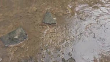 dağ nehri. Nehirlerin dibi çamurdan yapılmıştır. Hızlı su. Taşlar ve temiz su. Dar bir nehri olan manzara. dere ve şelale