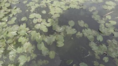 Su üzerindeki zambaklar. Su ve bulutlu bir manzara. Nilüferlerin yeşil yaprakları.