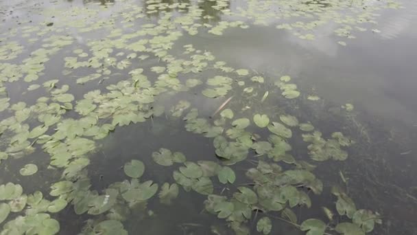 Водяные Лилии Воде Пейзаж Водой Облаками Зеленые Листья Кувшинки — стоковое видео