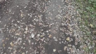 Sonbahar manzarası. Sonbahar ormanında yürüyüş. Ağaçlardaki sarı yapraklar. Orman Yolu.