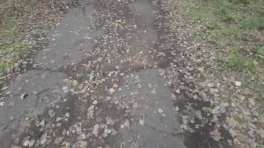 Sonbahar manzarası. Sonbahar ormanında yürüyüş. Ağaçlardaki sarı yapraklar. Orman Yolu.