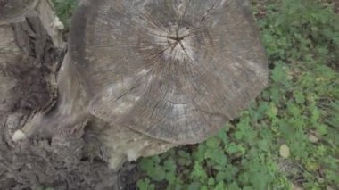 Sonbahar manzarası. Sonbahar ormanında yürüyüş. Ağaçlardaki sarı yapraklar. Orman Yolu.