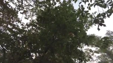 Sonbahar manzarası. Sonbahar ormanında yürüyüş. Ağaçlardaki sarı yapraklar. Orman Yolu.