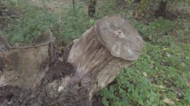 Sonbahar manzarası. Sonbahar ormanında yürüyüş. Ağaçlardaki sarı yapraklar. Orman Yolu.