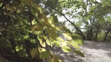 Sonbahar manzarası. Sonbahar ormanında yürüyüş. Ağaçlardaki sarı yapraklar. Orman Yolu.