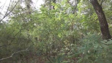 Sonbahar manzarası. Sonbahar ormanında yürüyüş. Ağaçlardaki sarı yapraklar. Orman Yolu.