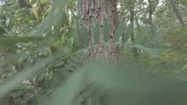 Sonbahar manzarası. Sonbahar ormanında yürüyüş. Ağaçlardaki sarı yapraklar. Orman Yolu.