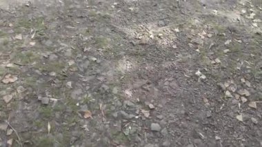 Sonbahar manzarası. Sonbahar ormanında yürüyüş. Ağaçlardaki sarı yapraklar. Orman Yolu.