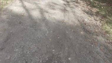 Sonbahar manzarası. Sonbahar ormanında yürüyüş. Ağaçlardaki sarı yapraklar. Orman Yolu.