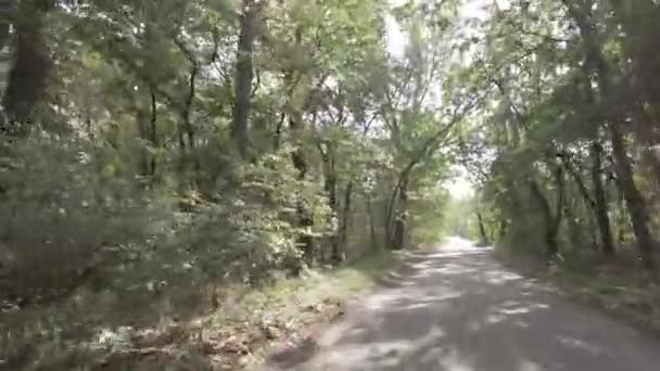 Höstlandskap Promenera Höstskogen Gula Blad Träd Skogsväg — Stockvideo