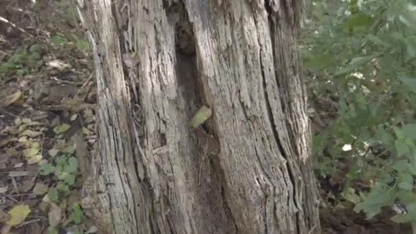 Осінній Пейзаж Гуляти Осінньому Лісі Жовте Листя Деревах Лісова Дорога — стокове відео