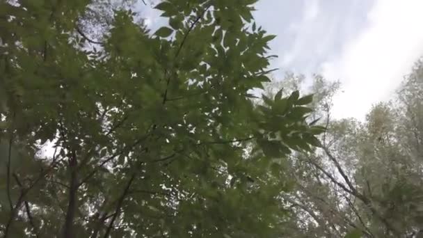 Herfst Landschap Wandelen Het Herfstbos Gele Bladeren Aan Bomen Bosweg — Stockvideo
