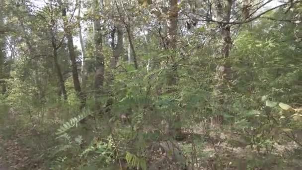 Herfst Landschap Wandelen Het Herfstbos Gele Bladeren Aan Bomen Bosweg — Stockvideo