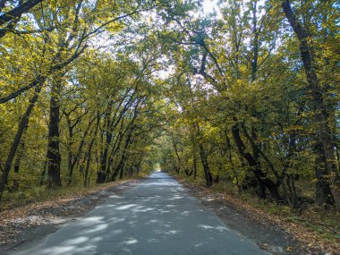 Sonbahar manzarası. Sonbahar ormanında yürüyüş. Ağaçlardaki sarı yapraklar. Orman Yolu.