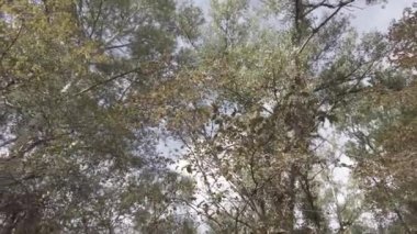 Sonbahar manzarası. Sonbahar ormanında yürüyüş. Ağaçlardaki sarı yapraklar. Orman Yolu.