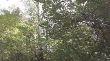 Sonbahar manzarası. Sonbahar ormanında yürüyüş. Ağaçlardaki sarı yapraklar. Orman Yolu.