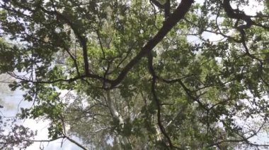 Sonbahar manzarası. Sonbahar ormanında yürüyüş. Ağaçlardaki sarı yapraklar. Orman Yolu.