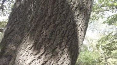 Sonbahar manzarası. Sonbahar ormanında yürüyüş. Ağaçlardaki sarı yapraklar. Orman Yolu.