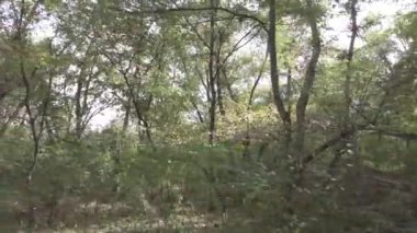 Sonbahar manzarası. Sonbahar ormanında yürüyüş. Ağaçlardaki sarı yapraklar. Orman Yolu.