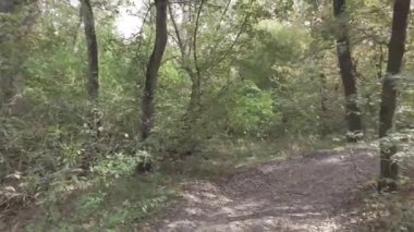 Sonbahar manzarası. Sonbahar ormanında yürüyüş. Ağaçlardaki sarı yapraklar. Orman Yolu.