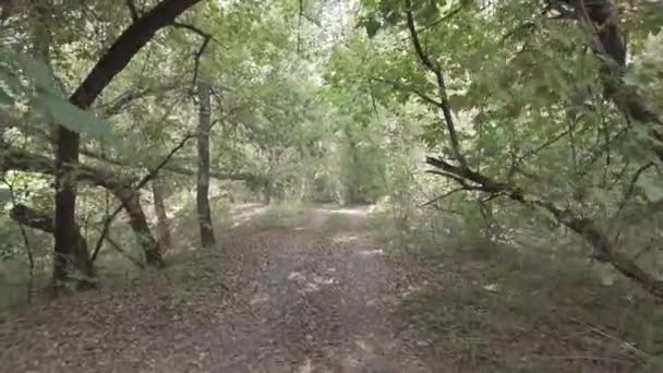 Jesienny Krajobraz Spacer Jesiennym Lesie Żółte Liście Drzewach Droga Leśna — Wideo stockowe