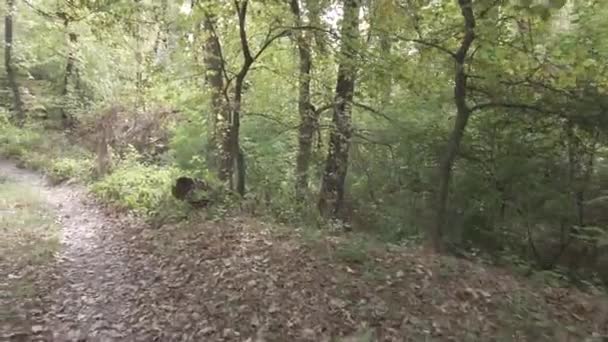 秋天的风景 走在秋天的森林里 树上的黄叶 森林路 — 图库视频影像