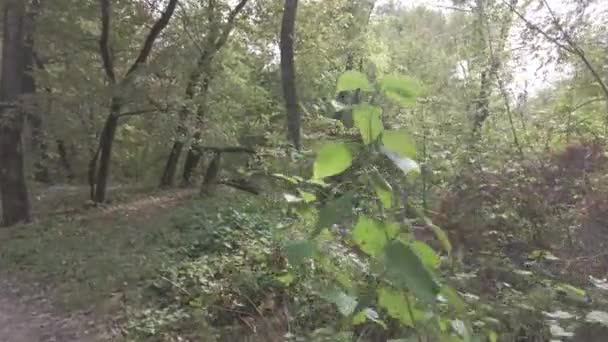 Herfst Landschap Wandelen Het Herfstbos Gele Bladeren Aan Bomen Bosweg — Stockvideo