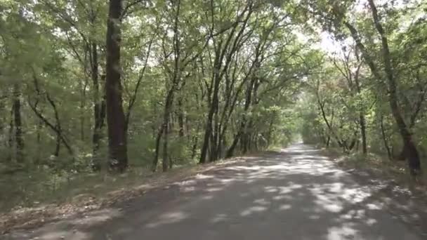 Outono Paisagem Caminhar Floresta Outono Folhas Amarelas Árvores Estrada Florestal — Vídeo de Stock