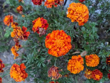 parlak sarı-turuncu çiçekler. sarı sonbahar çiçekleri