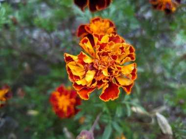 parlak sarı-turuncu çiçekler. sarı sonbahar çiçekleri