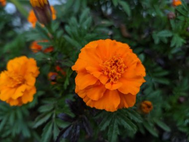 parlak sarı-turuncu çiçekler. sarı sonbahar çiçekleri