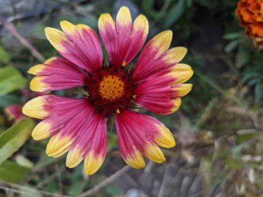 parlak sarı-turuncu çiçekler. sarı sonbahar çiçekleri