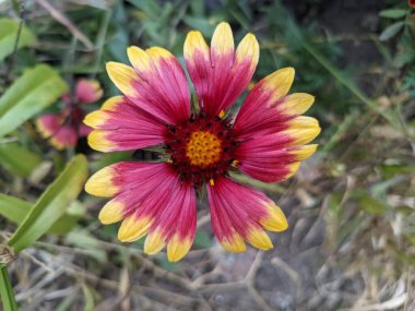 parlak sarı-turuncu çiçekler. sarı sonbahar çiçekleri