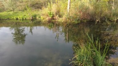 Temiz suyu olan küçük bir göl. Sudaki yansıma. Temiz su ve kum. Nehrin dibinde..