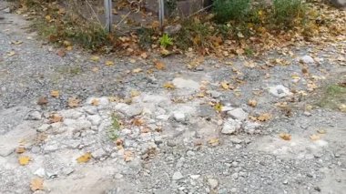 Sonbaharda eski bir mezarlık. Mezar taşları. Mezarlıktaki anıtlar..
