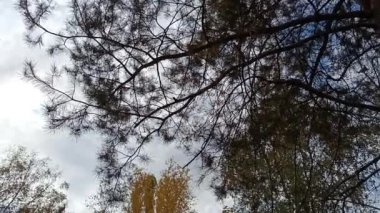 Sonbaharda eski bir mezarlık. Mezar taşları. Mezarlıktaki anıtlar..
