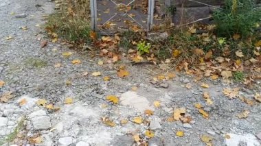 Sonbaharda eski bir mezarlık. Mezar taşları. Mezarlıktaki anıtlar..