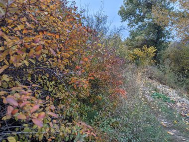 Parlak sonbahar yaprakları. Ağaçlardaki sarı yapraklar. Parlak sonbahar. Sonbahar yaprakları gökyüzüne karşı