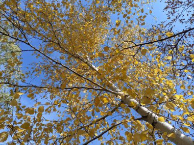 Parlak sonbahar yaprakları. Ağaçlardaki sarı yapraklar. Parlak sonbahar. Sonbahar yaprakları gökyüzüne karşı