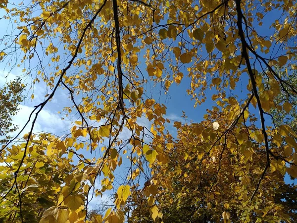 紅葉が鮮やかだ 黄色い葉が木に生えています 秋は明るい 秋は空に向かって — ストック写真