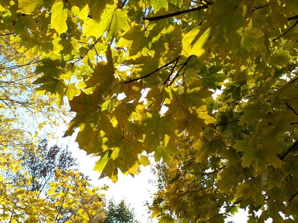 나뭇잎 나무에 나뭇잎 하늘에 떨어지는 — 스톡 사진