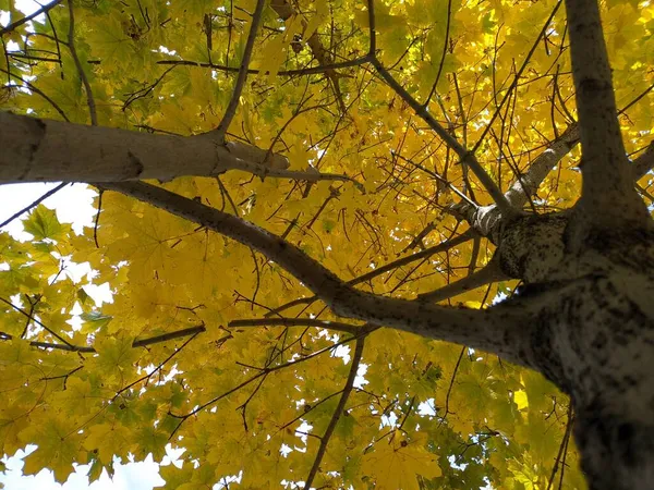 Heldere Herfstbladeren Gele Bladeren Aan Bomen Heldere Herfst Herfst Bladeren — Stockfoto