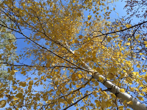 나뭇잎 나무에 나뭇잎 하늘에 떨어지는 — 스톡 사진